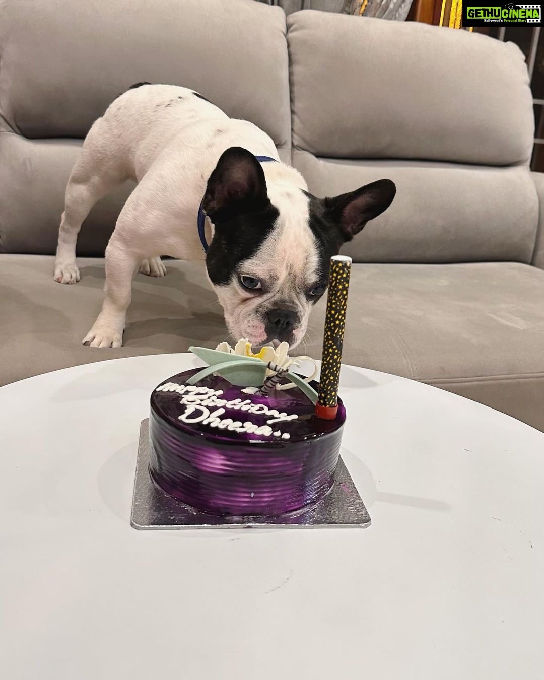 Karunya Ram Instagram - Happiest Bβday to u DHEERA Magu ππππβ€οΈπΆπ§Ώπππu turned 2 today loads of memories together wish u good health π€ : : #petstagram #bestpet #cutedogs #celebritydog #frenchbulldog #dheera #frenchbulldog #naughtylittleboy #canineclubofcubbonpark #cannineclubofbangalore Bangalore, India