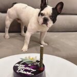Karunya Ram Instagram – Happiest B’day to u DHEERA Magu 🎂💜💙💗❤️🐶🧿🍭🎉💐u turned 2 today loads of memories together wish u good health 🤗
:
:
#petstagram #bestpet #cutedogs #celebritydog #frenchbulldog #dheera #frenchbulldog #naughtylittleboy #canineclubofcubbonpark #cannineclubofbangalore Bangalore, India