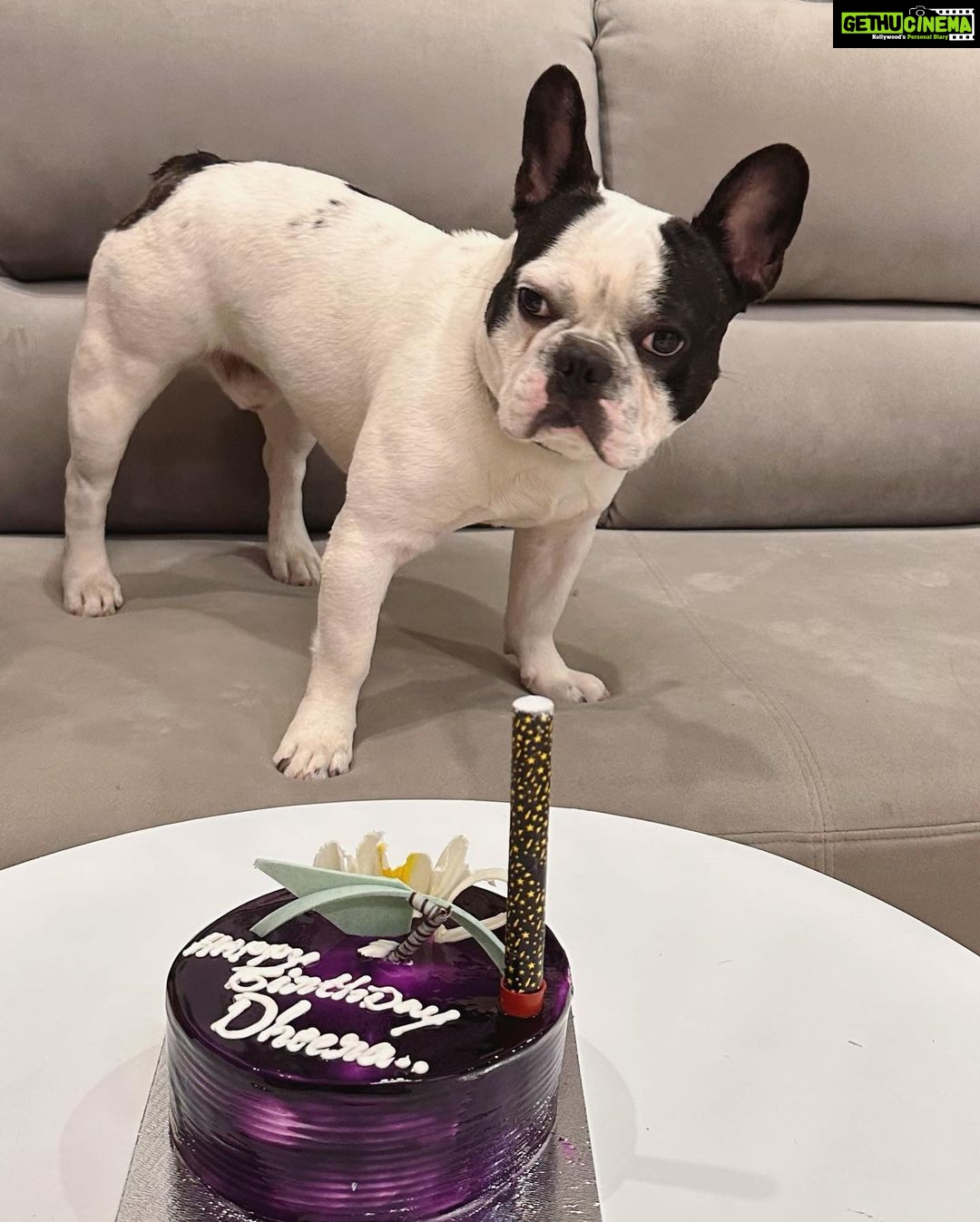 Karunya Ram Instagram - Happiest Bβday to u DHEERA Magu ππππβ€οΈπΆπ§Ώπππu turned 2 today loads of memories together wish u good health π€ : : #petstagram #bestpet #cutedogs #celebritydog #frenchbulldog #dheera #frenchbulldog #naughtylittleboy #canineclubofcubbonpark #cannineclubofbangalore Bangalore, India