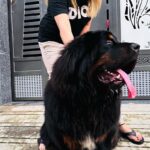 Karunya Ram Instagram - With my boy #bagherra 🖤🤎🤍 : : @joshapp.kannada @officialjoshapp : : #karunyaram #milkybeautykarunyaram #bagheera #perlover #animal #tibbetianmastiff #trending #viral #meta #