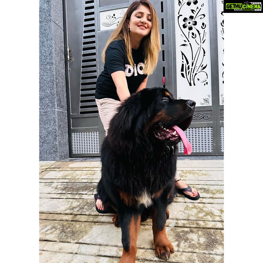 Karunya Ram Instagram - Bagheera 🤎🖤 : : #tibetianmastiff #worldsmostexpensivedog #petlover #animallover Raja Rajeshwari Nagar, Bangalore South