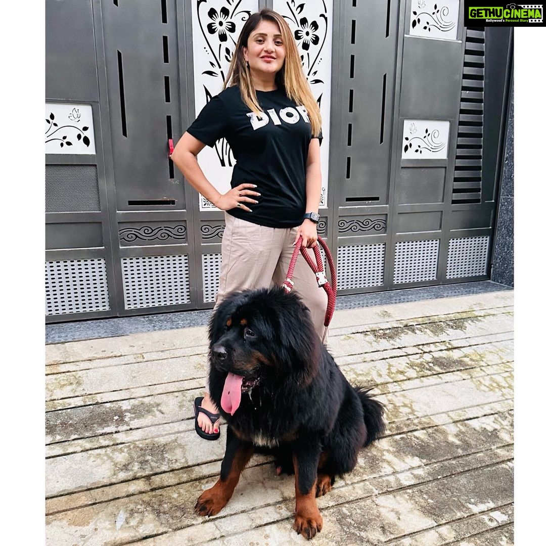 Karunya Ram Instagram - Bagheera 🤎🖤 : : #tibetianmastiff #worldsmostexpensivedog #petlover #animallover Raja Rajeshwari Nagar, Bangalore South