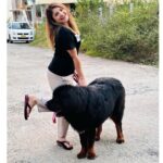 Karunya Ram Instagram - Bagheera 🤎🖤 : : #tibetianmastiff #worldsmostexpensivedog #petlover #animallover Raja Rajeshwari Nagar, Bangalore South