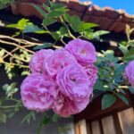 Losliya Mariyanesan Instagram - Magical