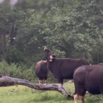 Ma Ka Pa Anand Instagram – 💜 #bison