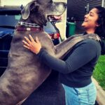 Madhumila Instagram - Big Love in a big package ❤️ The best part of going for a walk is, you get to pet alot of dogs😅❤️ #greatdane