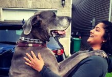Madhumila Instagram - Big Love in a big package ❤️ The best part of going for a walk is, you get to pet alot of dogs😅❤️ #greatdane