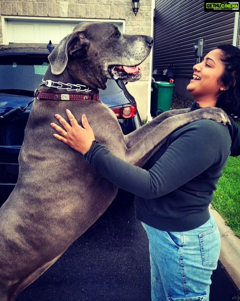 Madhumila Instagram - Big Love in a big package ❤️ The best part of going for a walk is, you get to pet alot of dogs😅❤️ #greatdane