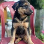 Madhurima Roy Instagram - Little su-paw star on set 🐾✨