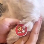 Mahhi Vij Instagram – Happy rakshabandhan to my figo 🐾