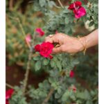 Malavika Mohanan Instagram – 🌹

~
@kannasrihari
@labelsouravdas
@the.olio.stories
@eshwarlog 
@shabnam_azmi 
@theitembomb
