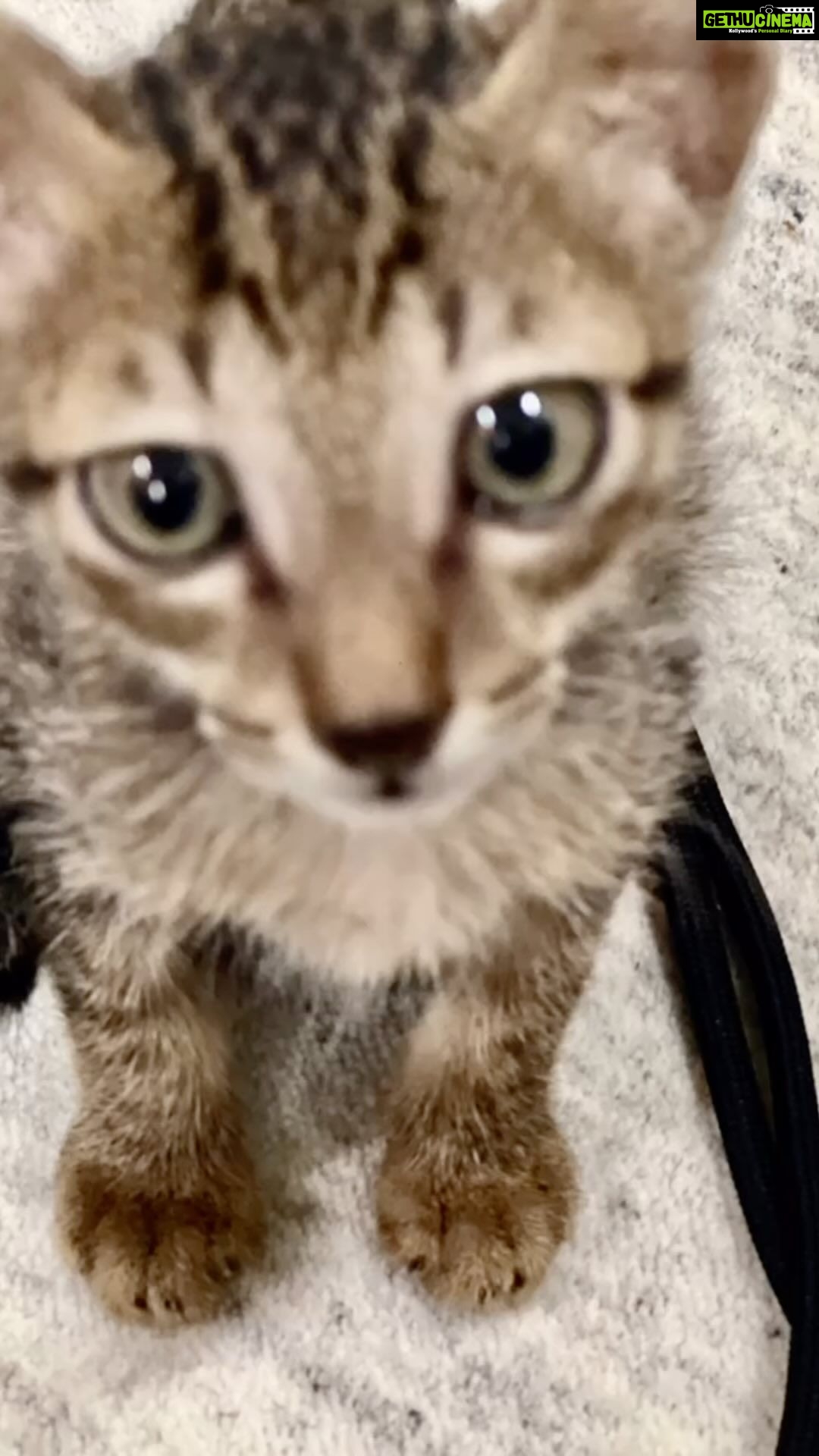 Mandana Karimi Instagram - It's been one week, and I’ve tried to avoid facing the fact that you don’t live with me anymore. I found you, or perhaps you chose me when I needed love the most. I thought I saved you and provided shelter, but the reality is that you were the one who saved me. I’ve always loved animals and had pets, but I never imagined I would become so attached to a little, sometimes annoying, cat I affectionately called Cookie. My home feels empty without you. Last night, I attempted to stay home for the first time since you left, and I cried the entire night. However, I couldn’t be selfish; I knew I could never keep you with me due to my allergies. Living alone, I wouldn’t be able to provide you with the love you truly deserve. But I take comfort in knowing that you are in good hands and have found your forever family. Thank you for the love, Cookie. Thank you for choosing me, and I’m sorry I couldn’t choose you! 🥹🤍 Mumbai - मुंबई