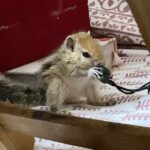 Mumtaz Sorcar Instagram – Little missy Shurshuri Sorcar keeping herself busy… 😄🐿🧿❤️
#indianpalmsquirrel #littlemissy #squirrel