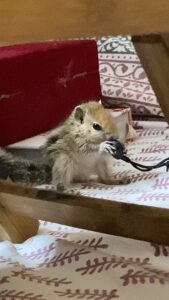 Mumtaz Sorcar Instagram - Little missy Shurshuri Sorcar keeping herself busy… 😄🐿🧿❤️
#indianpalmsquirrel #littlemissy #squirrel