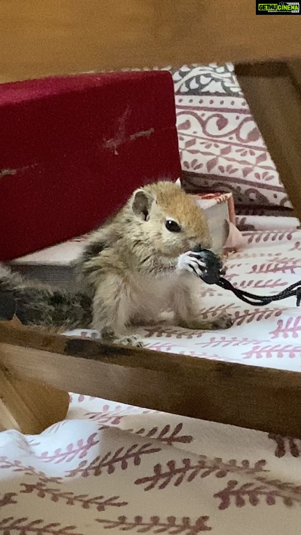 Mumtaz Sorcar - 224 Likes - Little missy Shurshuri Sorcar keeping herself busy… 😄🐿🧿❤️
#indianpalmsquirrel #littlemissy #squirrel
