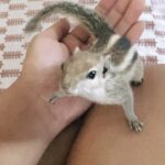 Mumtaz Sorcar Instagram - Shurshuri Sorcar in fight master mode 🥷🏼… No body doubles required! 😆🐿❤️🧿 #shedanger #squirrel #playtime