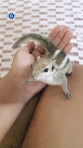 Mumtaz Sorcar Instagram - Shurshuri Sorcar in fight master mode 🥷🏼… No body doubles required! 😆🐿❤️🧿
#shedanger #squirrel #playtime