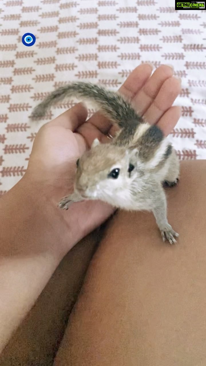 Mumtaz Sorcar - 653 Likes - Shurshuri Sorcar in fight master mode 🥷🏼… No body doubles required! 😆🐿❤️🧿
#shedanger #squirrel #playtime