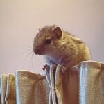 Mumtaz Sorcar Instagram - Meet our newest member of the family ‘Zorro’ aka ‘Shushuri Sorcar’! My sister Moubani rescued this abandoned little one from being almost eaten up by a cat…. After weeks of taking care and medical attention she is slowly growing into a healthy, independent little cracker 🐿! She surely has us all engaged and fit 🏃🏻‍♀️🏃🏻‍♀️🥰! 🧿