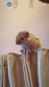Mumtaz Sorcar Instagram - Meet our newest member of the family ‘Zorro’ aka ‘Shushuri Sorcar’!
My sister Moubani rescued this abandoned little one from being almost eaten up by a cat…. After weeks of taking care and medical attention she is slowly growing into a healthy, independent little cracker 🐿! She surely has us all engaged and fit 🏃🏻‍♀️🏃🏻‍♀️🥰! 🧿