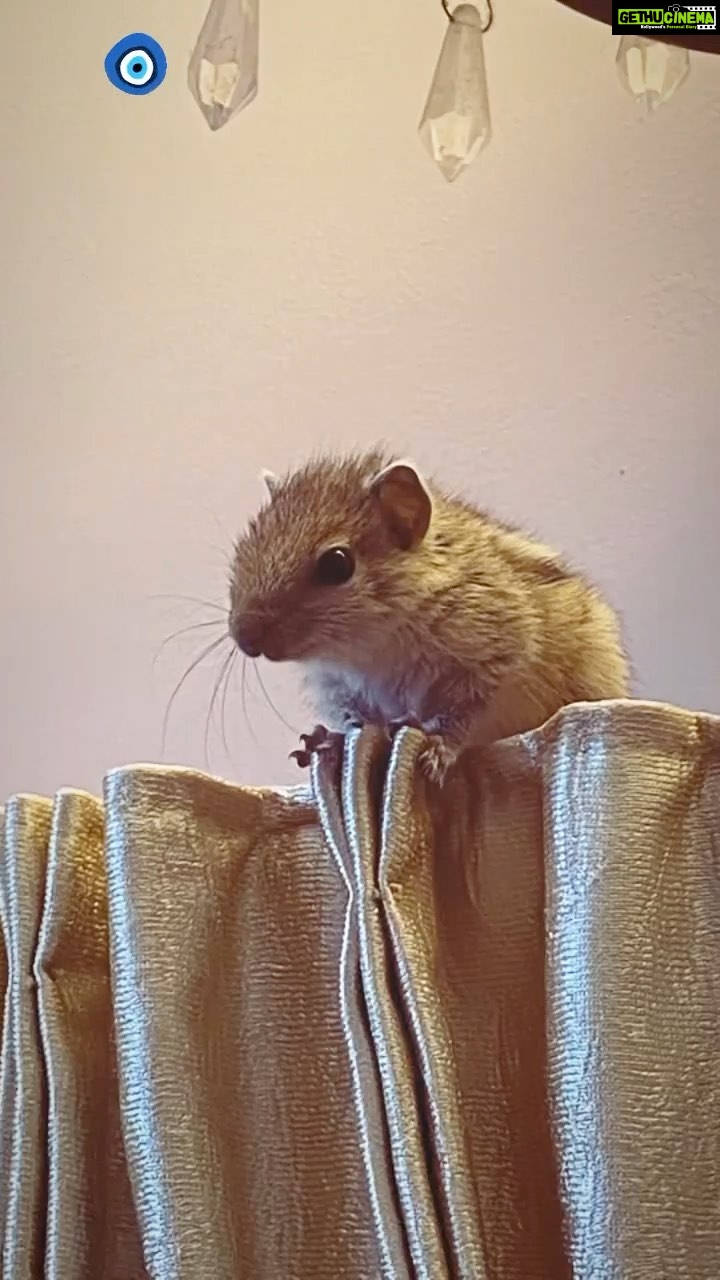 Mumtaz Sorcar - 1.4K Likes - Meet our newest member of the family ‘Zorro’ aka ‘Shushuri Sorcar’!
My sister Moubani rescued this abandoned little one from being almost eaten up by a cat…. After weeks of taking care and medical attention she is slowly growing into a healthy, independent little cracker 🐿! She surely has us all engaged and fit 🏃🏻♀️🏃🏻♀️🥰! 🧿