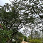 Nandita Das Instagram - My blissful time with my son. Close to nature and calm. No honking or phone beeping. Just the bird songs and the cheerful chatter of the children. Can’t show more as consent of kids and their parents is imperative if they are to be captured. Trees and flowers don’t care if they are photographed or not. No consent needed there. Or so I think. #sahyadrischool #nature