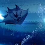 Narelle Kheng Instagram – If you’ve ever wondered if the creatures in the @s.e.a.aquarium were really that big or somehow magnified by the glass, well, they’re bigger 🙃

Yes, these are real sharks. Yes, I am brave. Yes, it’s even more brave to be scared first then overcome your fear ok!! 

Come with us on the AWARE Conservation Shark Dive! We did two dives as well as a class (and a test) to learn  about these marine animals and the threats they face, and the important role these eco-balancing predators play in the ocean. 

Truly took my breath away, thank you @rwsentosa for this amazing experience 🌊🐡