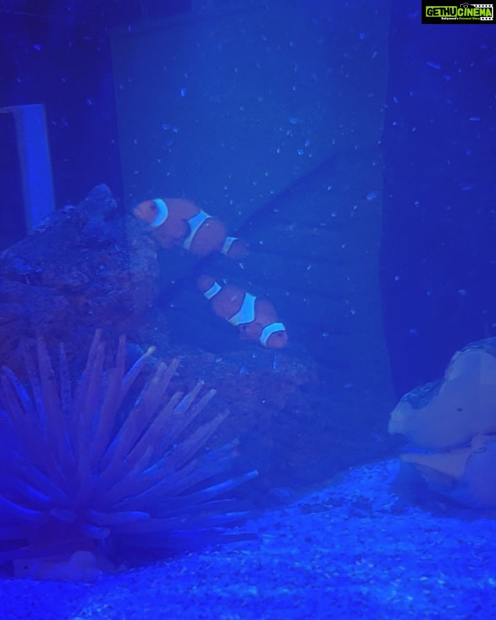 Nathalia Kaur Instagram - Hoje vim visitar o espaço novo dos meus queridos @dr.sleimankaram e @georgia_menchise Aquece meu coração assistir ao crescimento de pessoas tão queridas e iluminadas! 🥹❤️ Decoração linda em todos os detalhes, pensados meticulosamente por essa gênia fabulosa @georgia_menchise 🤌🏼🌼 Sucesso e prosperidade pra vocês! Agora é cuidar da nossa beleza né!? 😂😁 ❣️ Clínica Bodyface