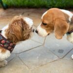 Neelam Kothari Instagram - BFF ❤️ My Oreo has found a friend Coco.. 😍 @oreosoni2020 . . . . #doglover #petlovers #pets #petlover #petsofinstagram #pictureoftheday #puppylove