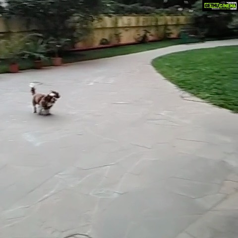 Neelam Kothari Instagram - Super puppy dog to the rescue 🦸♂️ #staysafe @oreosoni2020