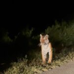 Nidhi Subbaiah Instagram - My hands are still shaking while I type this! I still can’t believe I spotted a wild tiger last night during the night drive! 🫢 Meet the majestic and fearless, mother of 3 cubs, “Snow White” ladies and gentlemen! 🐅🐯 Thirunelly
