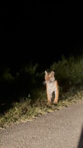 Nidhi Subbaiah Instagram - My hands are still shaking while I type this! I still can’t believe I spotted a wild tiger last night during the night drive! 🫢 Meet the majestic and fearless, mother of 3 cubs, “Snow White” ladies and gentlemen! 🐅🐯