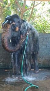 Nikita Rawal Instagram - Shy shy dil is everywhere 😆😇😍 #pet #elephant #elephants #shyshydil #sunday
