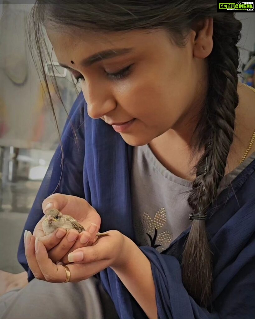 Nisha Ravikrishnan Instagram - Do you remember a small bird which was around us all through our younger days ? Can you able to remember......?!! 🐦 Will our next generation see sparrows? A creature which made our childhood beautiful is surviving badly today ...... Help bring back sweet chirps of the sparrows by stopping pollution and saving them Let us save them to stay in our environment Don't let them fade out Let's save our little friends.Give them the gift of their existence 🌷 🐦♾️ #favbird #birds_illife #gubbimari #20thmarch #worldsparrowday #letussavetheearth #savenature🌱 🌷 #nimmanisharkn 🖤🤍