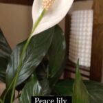 Panchi Bora Instagram – Peace lily it’s the best Feng shui plant and so pretty! It was my first plant that taught me so much! Now I’m proud mother of so many plants 🌱 
Feng shui says it’s leaves attract wealth and flowers bring good luck. It surely made me very happy just stunningly gorgeous. 

P.s: if you want some positive energy in your house or work place this one is for you!