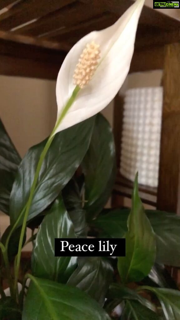 Panchi Bora Instagram - Peace lily it’s the best Feng shui plant and so pretty! It was my first plant that taught me so much! Now I’m proud mother of so many plants 🌱 Feng shui says it’s leaves attract wealth and flowers bring good luck. It surely made me very happy just stunningly gorgeous. P.s: if you want some positive energy in your house or work place this one is for you!