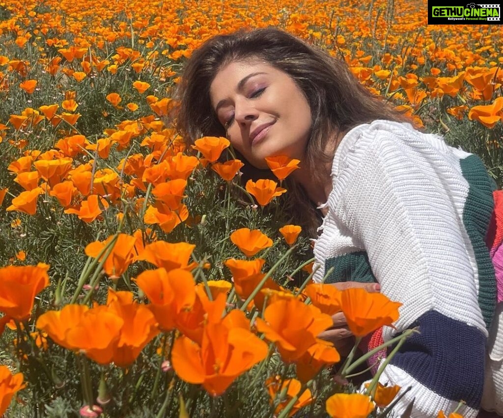 Pooja Batra Instagram - We are all the lucky vacationers enjoying our stay in Hotel Earth - @jayshetty #superbloom #californian #Poppy 📸 @krishnafineart Los Angeles, California
