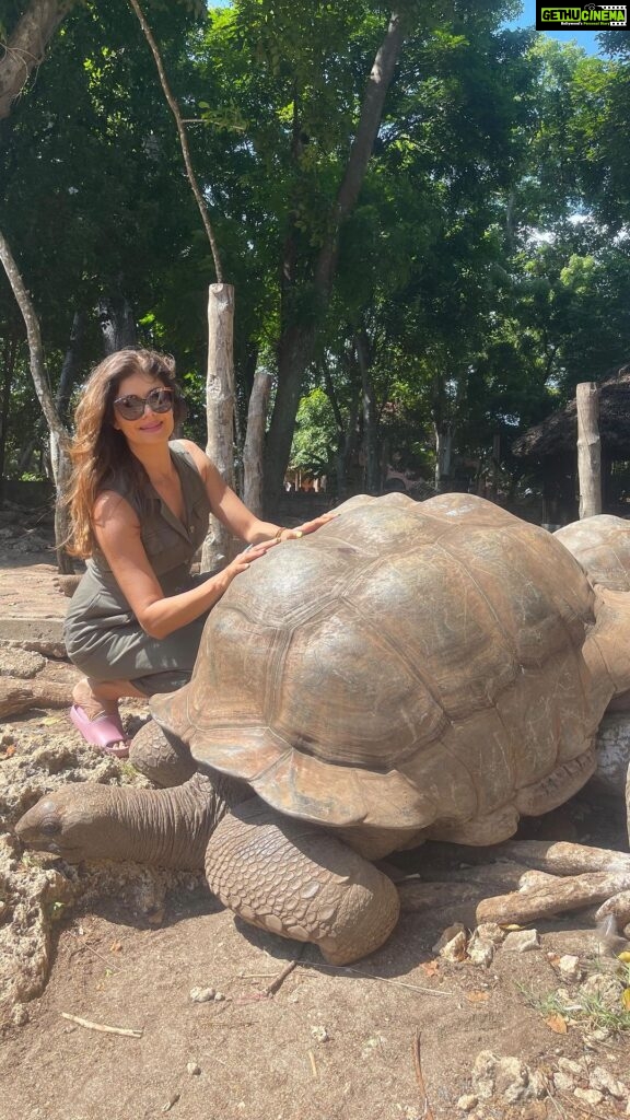 Pooja Batra Instagram - Sorry this one took long to make. In Prison Island 🏝 with the tortoise 🐢 #zanzibar Never seen such magnificent creatures up close.