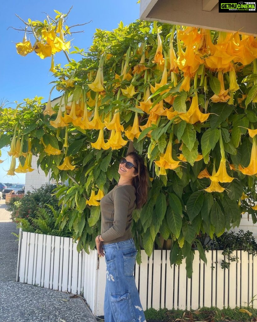Pooja Batra Instagram - Surrounded by Flowers 💛💛💛 #angelstrumpet #brugmansia #datura Capitola-by-the-Sea