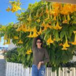 Pooja Batra Instagram – Surrounded by Flowers 💛💛💛 #angelstrumpet #brugmansia #datura Capitola-by-the-Sea