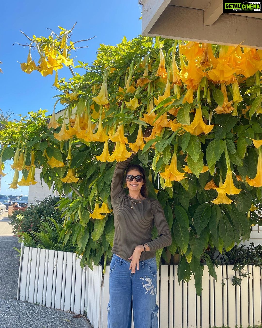 Pooja Batra Instagram - Surrounded by Flowers 💛💛💛 #angelstrumpet #brugmansia #datura Capitola-by-the-Sea