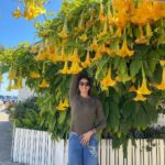 Pooja Batra Instagram - Surrounded by Flowers 💛💛💛 #angelstrumpet #brugmansia #datura Capitola-by-the-Sea