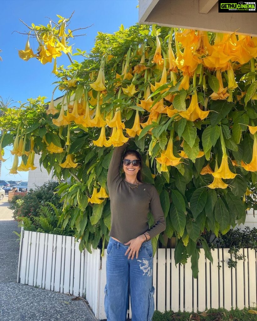 Pooja Batra Instagram - Surrounded by Flowers 💛💛💛 #angelstrumpet #brugmansia #datura Capitola-by-the-Sea