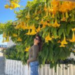 Pooja Batra Instagram – Surrounded by Flowers 💛💛💛 #angelstrumpet #brugmansia #datura Capitola-by-the-Sea