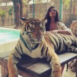 Poonam Pandey Instagram – A tiger lies low not from fear but for aim. 
-Sherrilyn kenyon 
.
.
.
#poonampandey #poonampandeyreal #tiger #reelsinstagram #poonampandeyvideos #poonampandeyhot #poonampandeyfans #ppfans