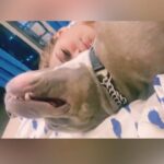 Poonam Pandey Instagram – It’s not just a dog, it is my whole family.
My pretty pittbull Caesar ❤️