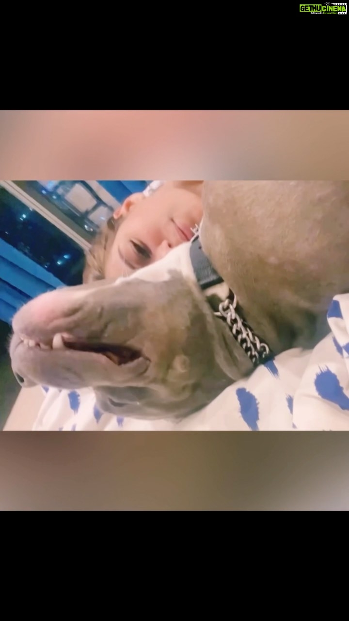Poonam Pandey Instagram - It’s not just a dog, it is my whole family. My pretty pittbull Caesar ❤️