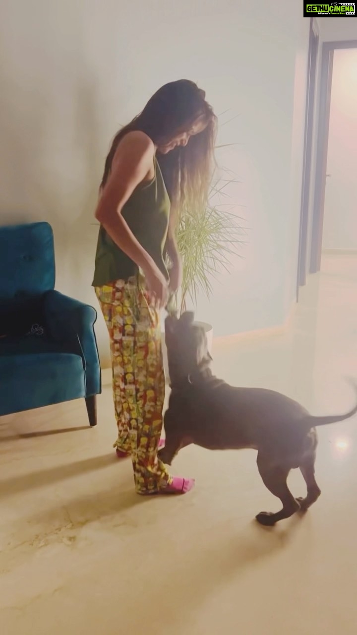 Poonam Pandey Instagram - My handsome Caesar ❤️ #pittbull