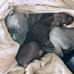 Poonam Pandey Instagram - My boys.