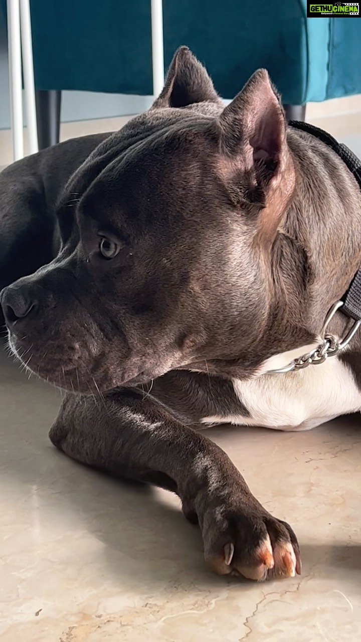Poonam Pandey Instagram - Look at my handsome Caesar! I missed you soooooo much Boy 💋 Mama is back Now! 😘